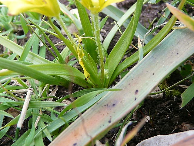 Gagea granatellii